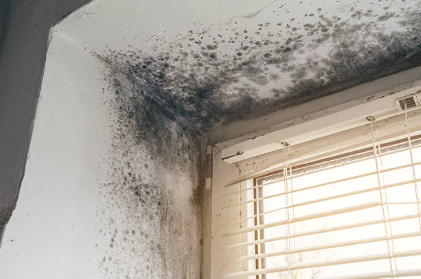 Affordable Commercial Mold Remediation solutions in Comstock Park, MI